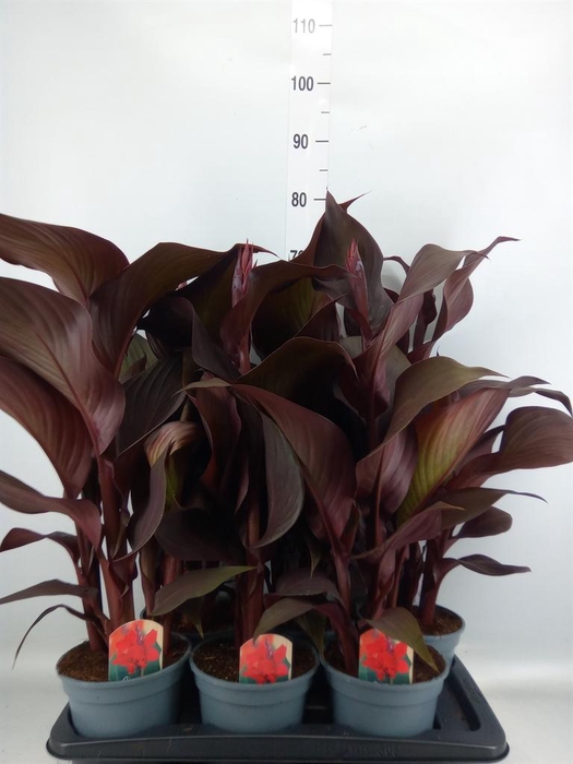<h4>Canna  'Red Velvet'</h4>