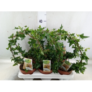 Hedera   ...green leafed