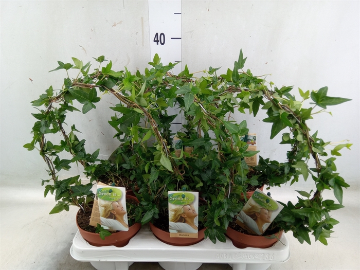 <h4>Hedera   ...green leafed</h4>