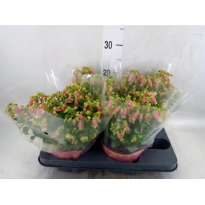 Kalanchoe HG 'Dream Bells'