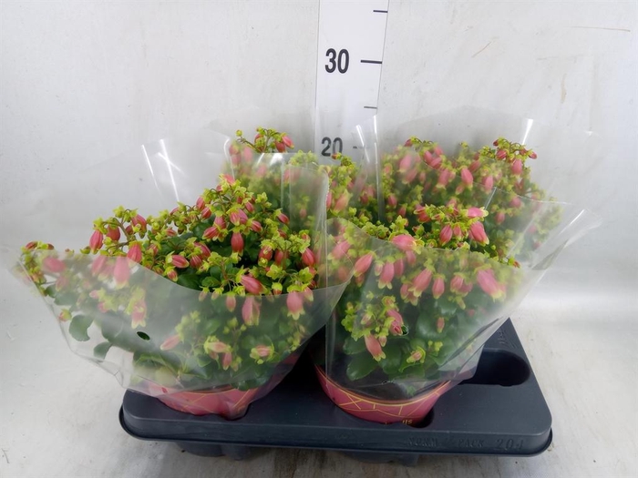 <h4>Kalanchoe HG 'Dream Bells'</h4>
