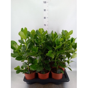 Clusia rosea 'Princess'