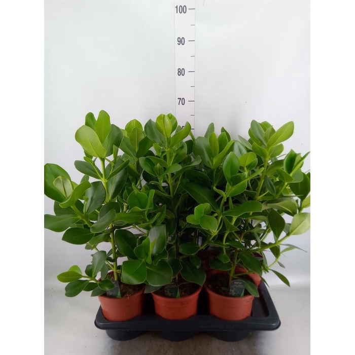 <h4>Clusia rosea 'Princess'</h4>