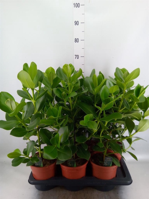 Clusia rosea 'Princess'