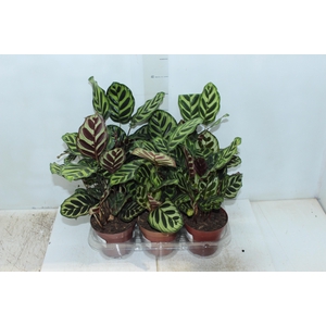 CALATHEA MAKOYAMA P12