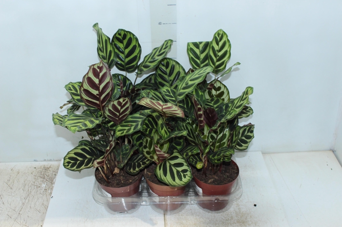 <h4>CALATHEA MAKOYAMA P12</h4>