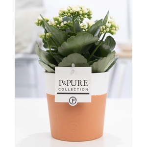 Kalanchoe white in P&PURE Terra Cotta 4 white