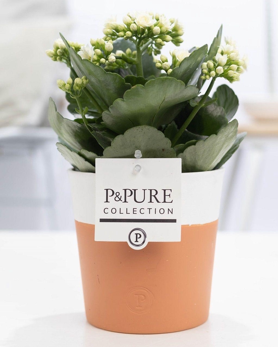 <h4>Kalanchoe white in P&PURE Terra Cotta 4 white</h4>