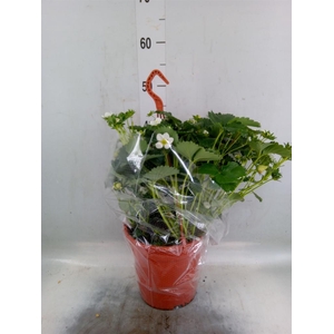 Fragaria ananassa 'Elsanta'