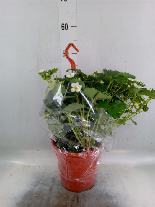 <h4>Fragaria ananassa 'Elsanta'</h4>