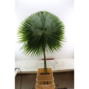 DECOGROEN GROOT BLAD