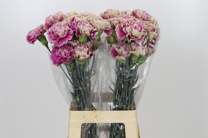 <h4>Dianthus St Antigua</h4>