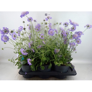 Scabiosa columb. 'Butterfly Blue'
