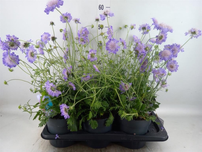 <h4>Scabiosa columb. 'Butterfly Blue'</h4>