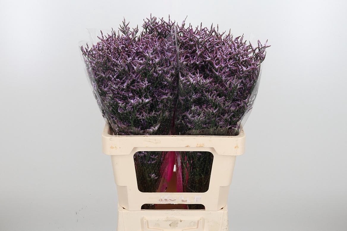 <h4>Lim Saf Lilac</h4>