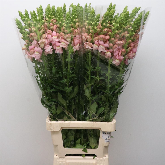 <h4>Antir Op Pink</h4>