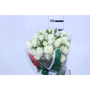 ROSA SPRAY FLOREANA 050 CM BRANCO