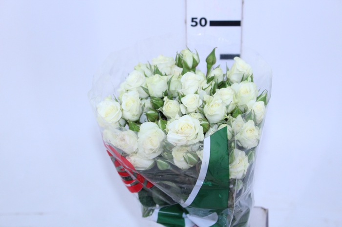 ROSA SPRAY FLOREANA 050 CM BRANCO
