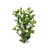 FOLHAGEM IVONE VERDE