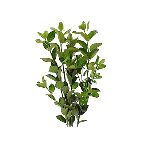 FOLHAGEM IVONE VERDE