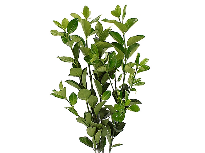 <h4>FOLHAGEM IVONE VERDE</h4>