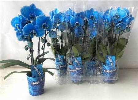 Phal Magic Blue