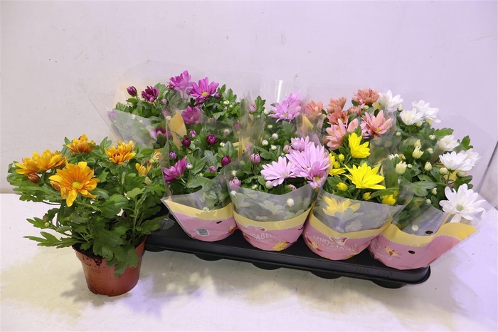 <h4>Chrys Gem 6 Kl</h4>