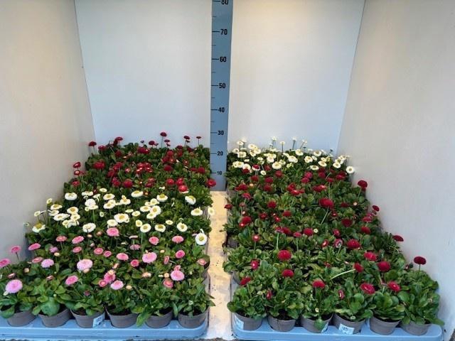 <h4>BELLIS PERENNIS</h4>