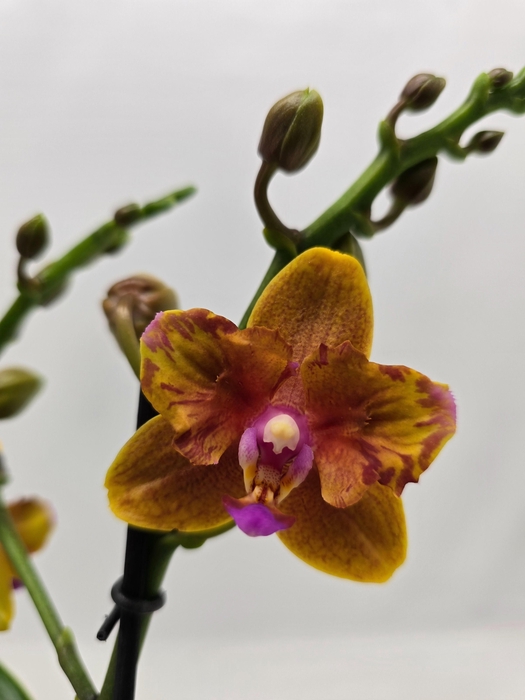 <h4>Limited 04 week 9</h4>