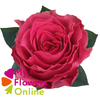 R Gr Hotspot Hot Pink 60cm EC