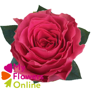 R Gr Hotspot Hot Pink 60cm EC
