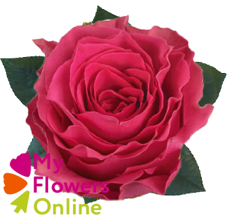 R Gr Hotspot Hot Pink 60cm EC