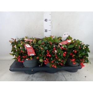 Gaultheria proc. 'Big Berry'