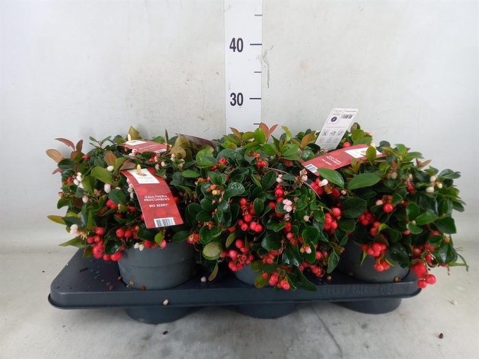 <h4>Gaultheria proc. 'Big Berry'</h4>
