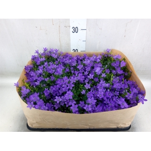 Campanula porten. 'Blueone'