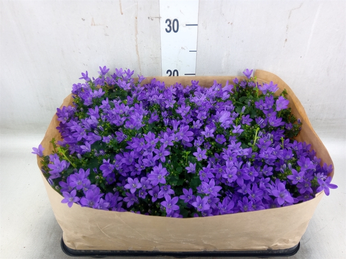 <h4>Campanula porten. 'Blueone'</h4>