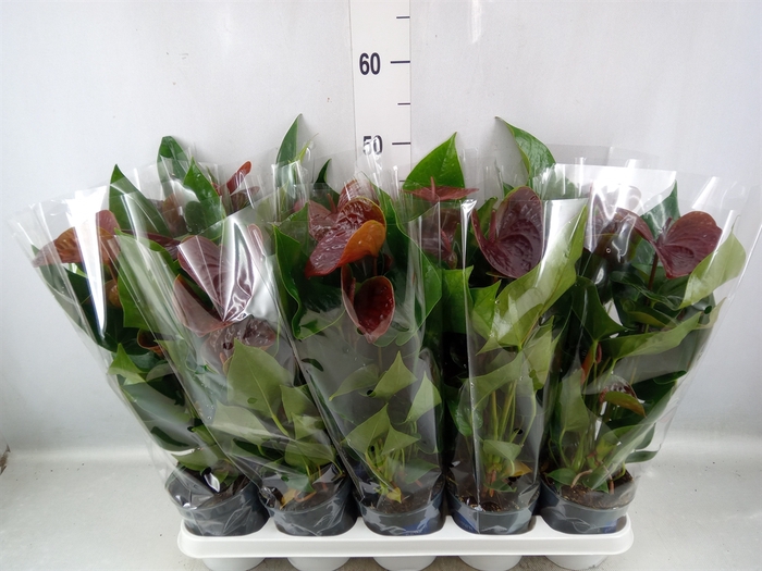 <h4>Anthurium  'Black Love'</h4>