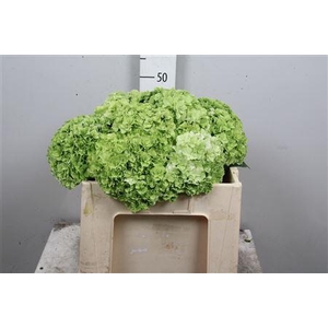 Hydr Cl M Roy Highne