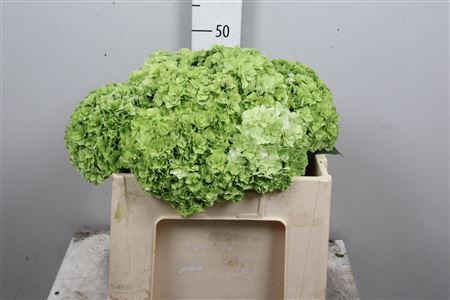 <h4>Hydr Cl M Roy Highne</h4>