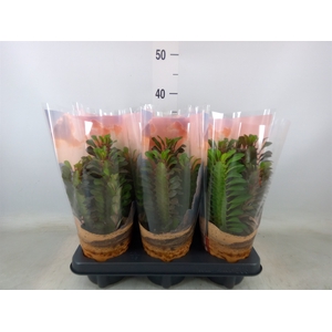 Euphorbia trigona 'Rubra'