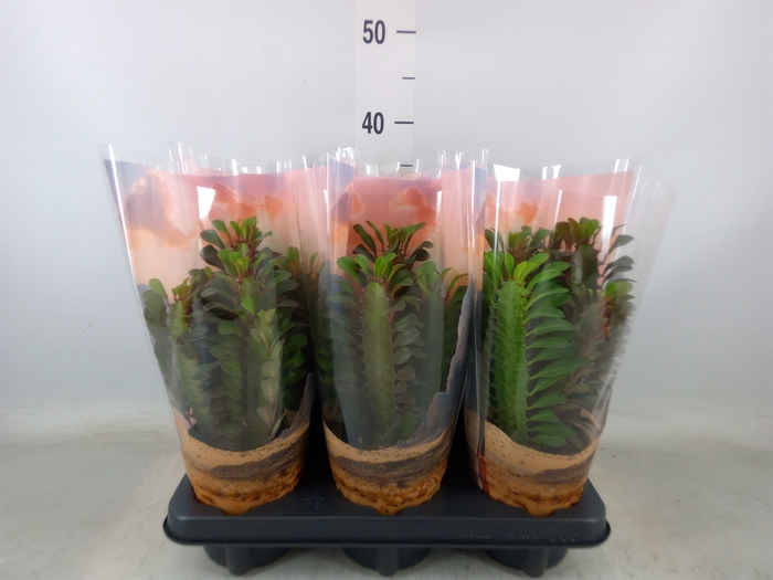 <h4>Euphorbia trigona 'Rubra'</h4>