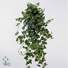 .Hedera helix white wonder