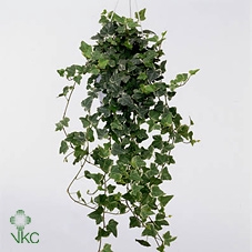 .Hedera helix white wonder