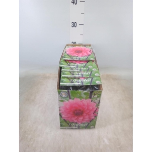 Dahlia   ...flowerbulbs