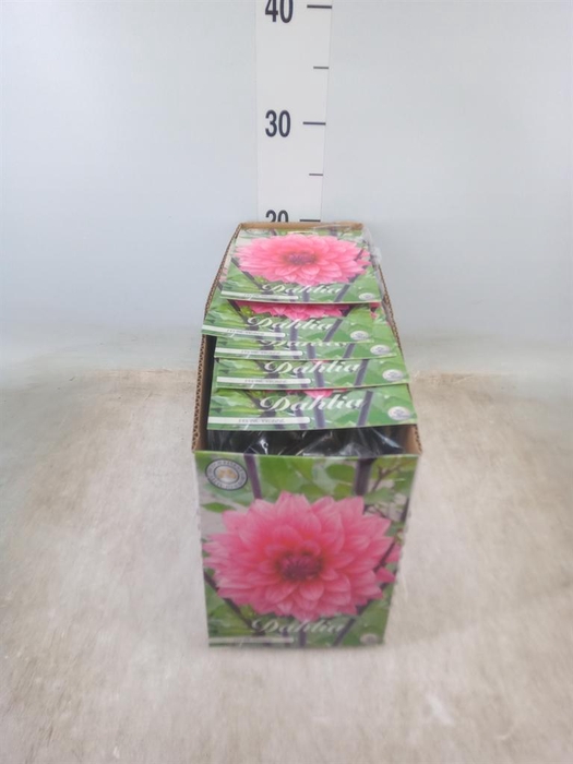 <h4>Dahlia   ...flowerbulbs</h4>