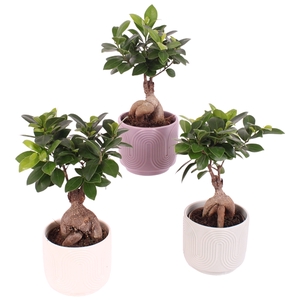 Ficus m. Ginseng Ball Shape Ø09cm in Ø11cm Ceramic SE571