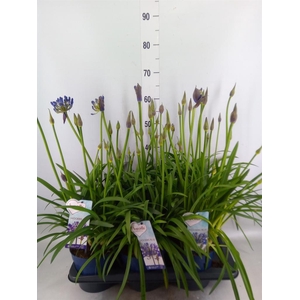 Agapanthus  'Amourette Shock Blue'