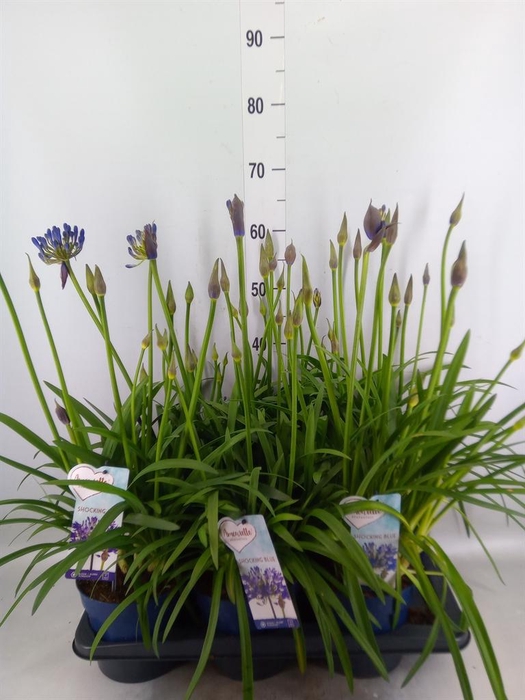<h4>Agapanthus  'Amourette Shock Blue'</h4>