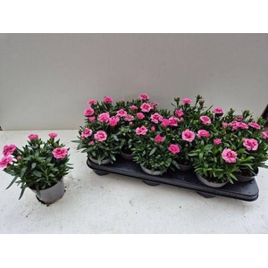 DIAN OSC PINK STAR