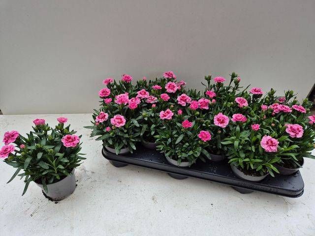<h4>DIAN OSC PINK STAR</h4>